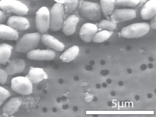 GFAJ-1-grown-on-arsenic