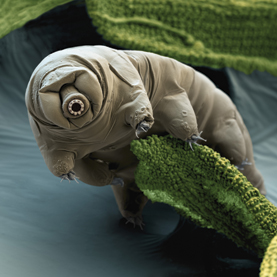 tardigrade